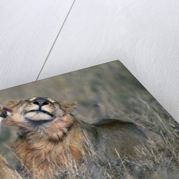 Lioness Grooming Young Male Lion by Anonymous