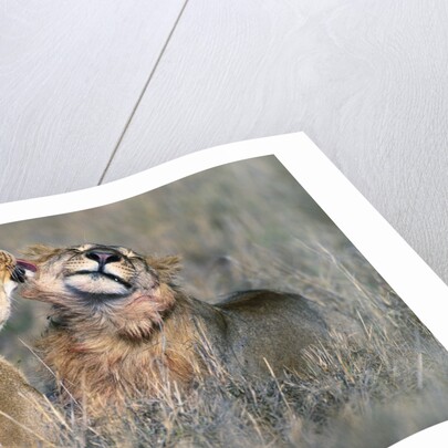 Lioness Grooming Young Male Lion by Anonymous