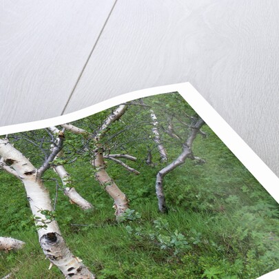 Birch Forest in Iceland by Anonymous