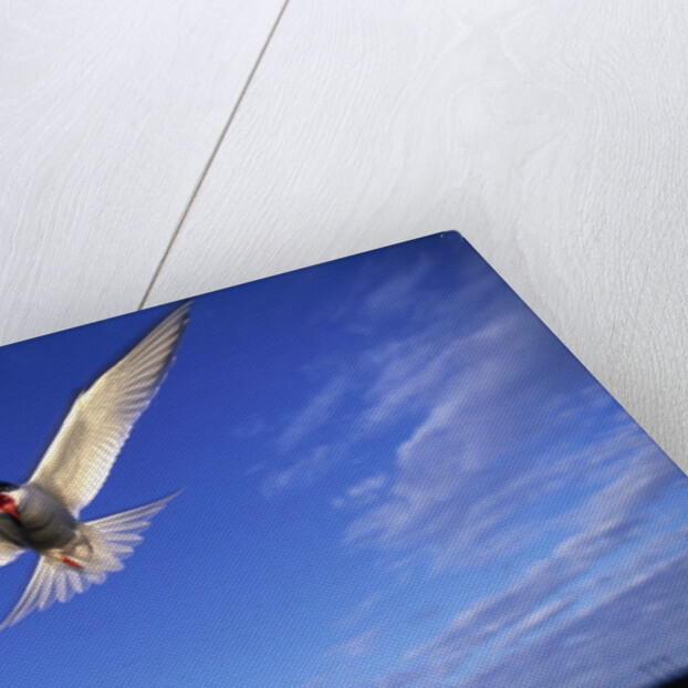 Arctic Tern in Iceland by Anonymous