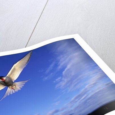 Arctic Tern in Iceland by Anonymous