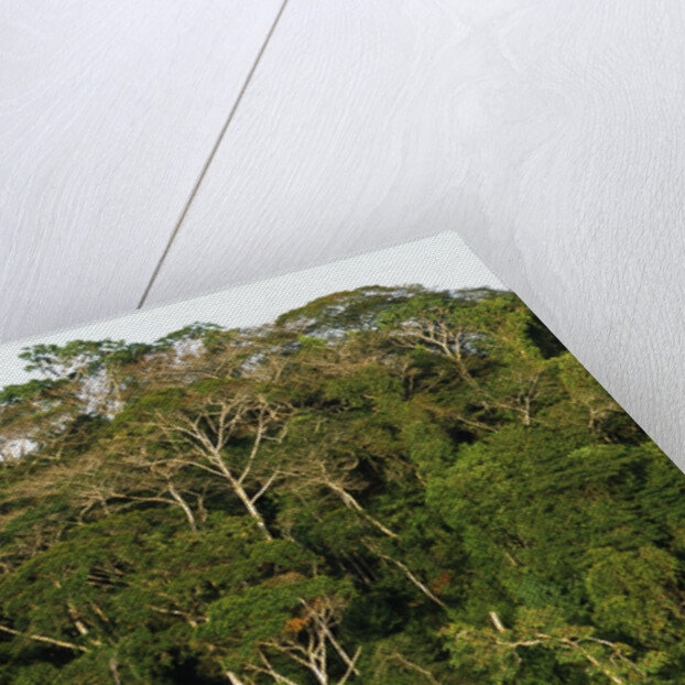 Rainforest in Soberania National Park by Anonymous