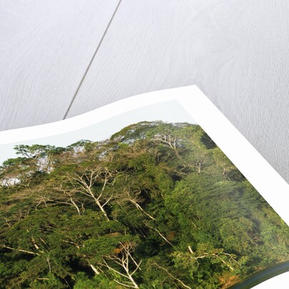 Rainforest in Soberania National Park by Anonymous