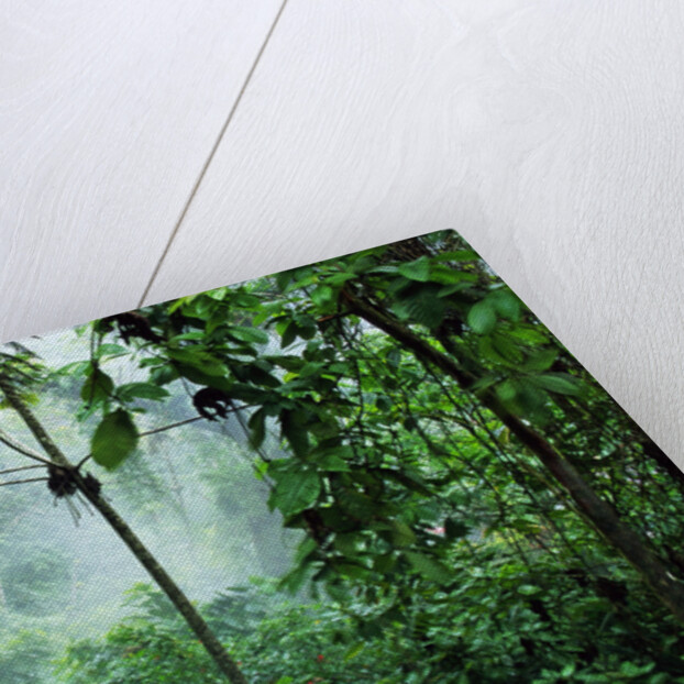 Mist Rising in Rainforest by Anonymous