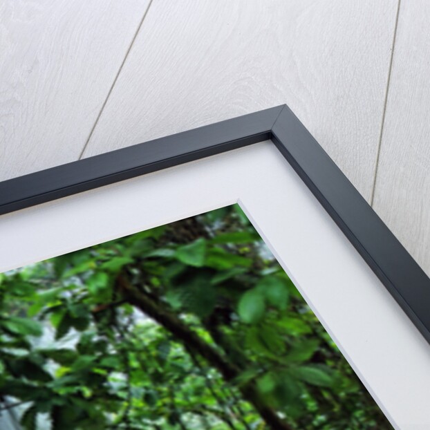 Mist Rising in Rainforest by Anonymous