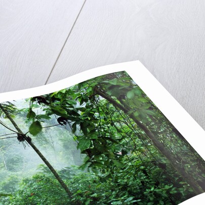 Mist Rising in Rainforest by Anonymous