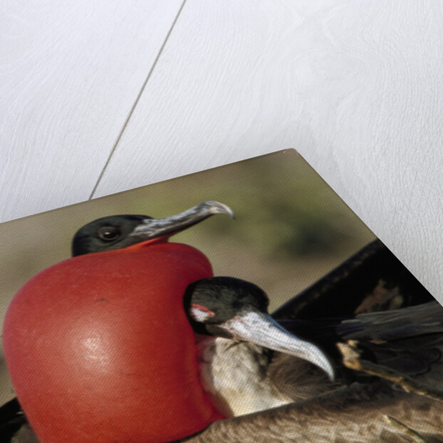 Courtship Display of Frigate Birds by Anonymous