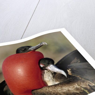 Courtship Display of Frigate Birds by Anonymous
