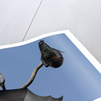Grey Headed Flying Foxes On Branch by Anonymous