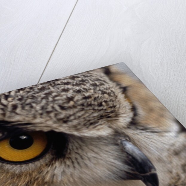 Eye of a Great Horned Owl by Anonymous