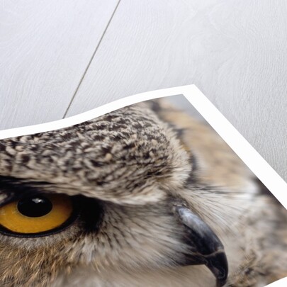 Eye of a Great Horned Owl by Anonymous
