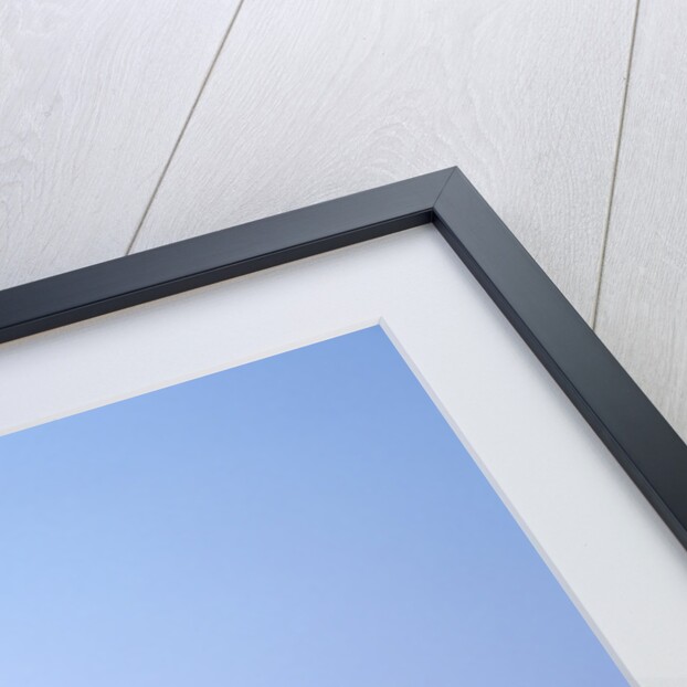 Wild Horse Calling in Namib-Naukluft Park by Anonymous