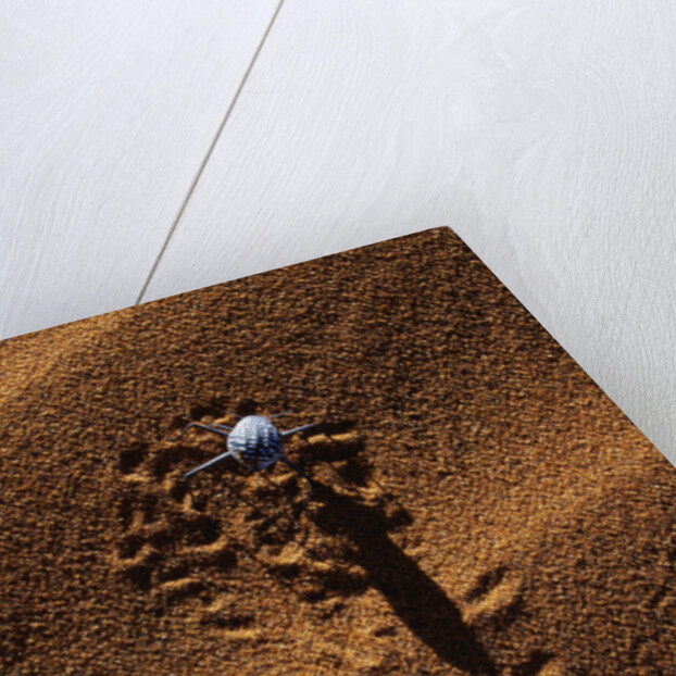 Beetle Crawling Along Sand Dune in Namibia by Anonymous