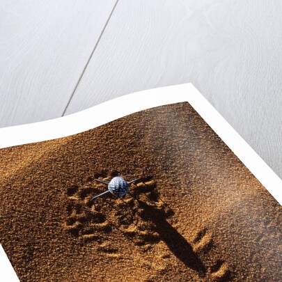 Beetle Crawling Along Sand Dune in Namibia by Anonymous