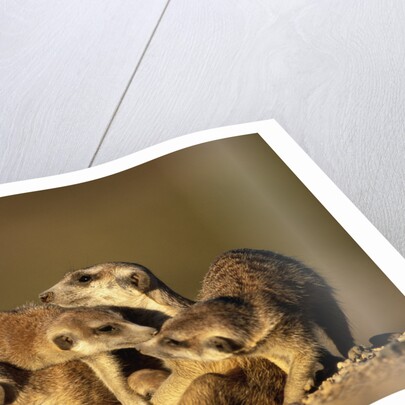 Meerkat Pack in Namibia by Anonymous