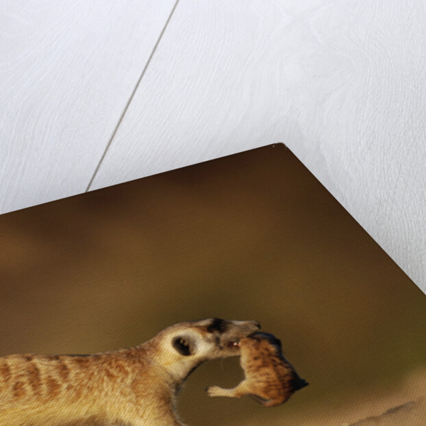 Meerkat Carrying Yearling in Mouth by Anonymous
