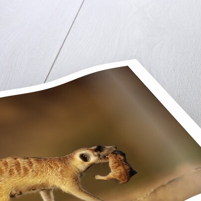 Meerkat Carrying Yearling in Mouth by Anonymous