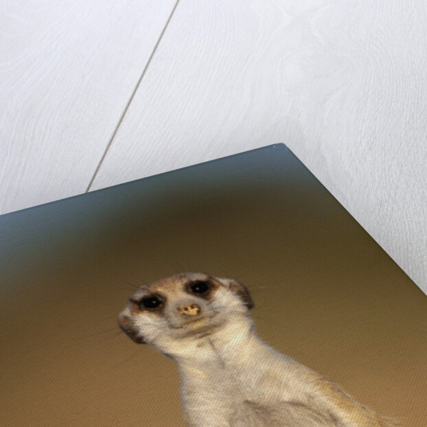 Meerkat Sitting Upright by Anonymous