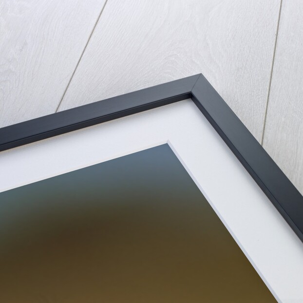 Meerkat Sitting Upright by Anonymous