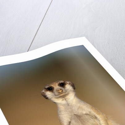 Meerkat Sitting Upright by Anonymous