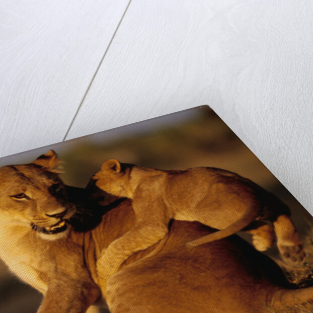 Lioness Playing with Cubs at Dawn by Anonymous