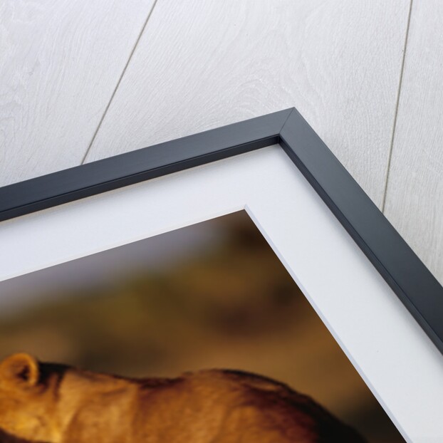 Lioness Playing with Cubs at Dawn by Anonymous