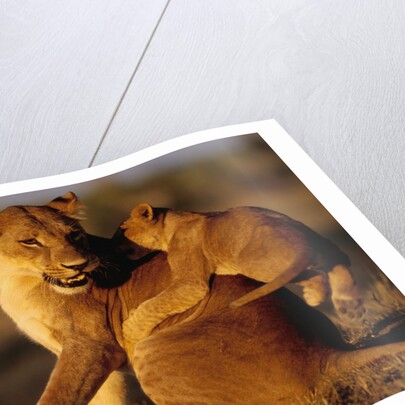 Lioness Playing with Cubs at Dawn by Anonymous