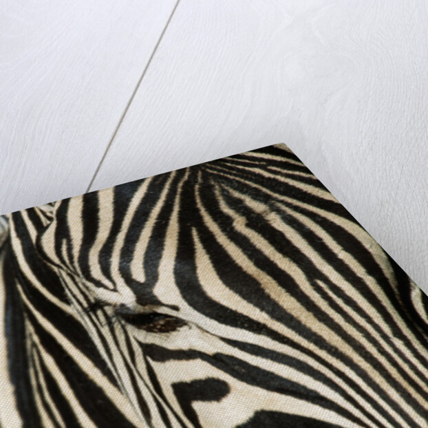 Burchell's Zebra by Anonymous