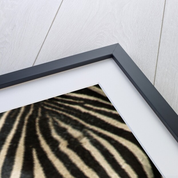 Burchell's Zebra by Anonymous