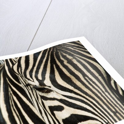 Burchell's Zebra by Anonymous