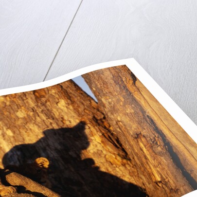 Lion Cub on Termite Mound by Anonymous