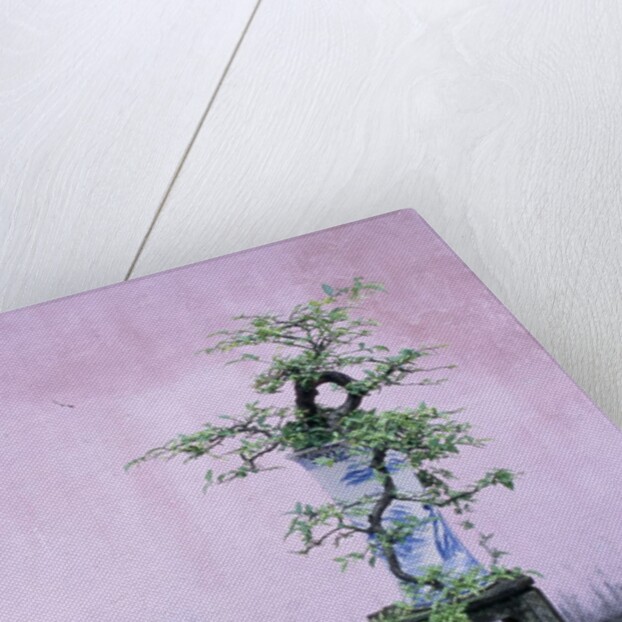 Tree in Vase and Pink Wall by Anonymous