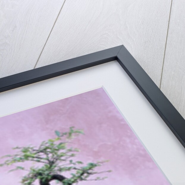 Tree in Vase and Pink Wall by Anonymous