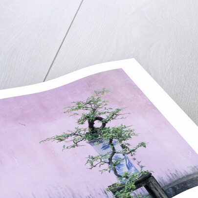 Tree in Vase and Pink Wall by Anonymous