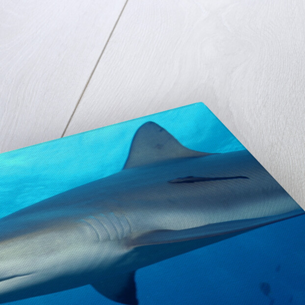 Caribbean Reef Shark by Anonymous