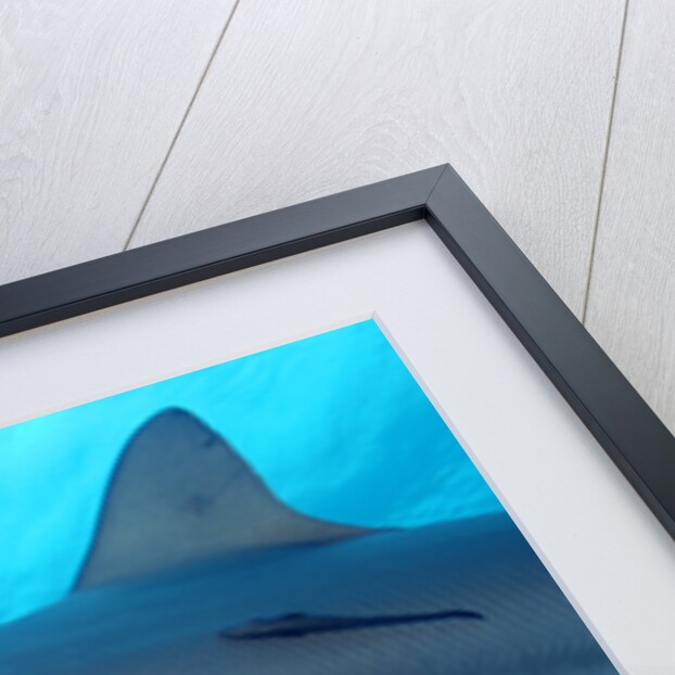 Caribbean Reef Shark by Anonymous