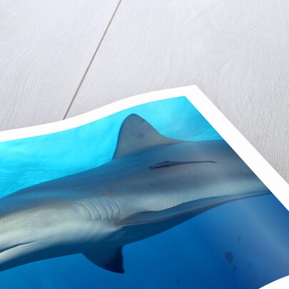 Caribbean Reef Shark by Anonymous