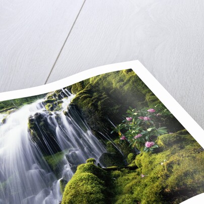 Proxy Falls in Oregon by Anonymous