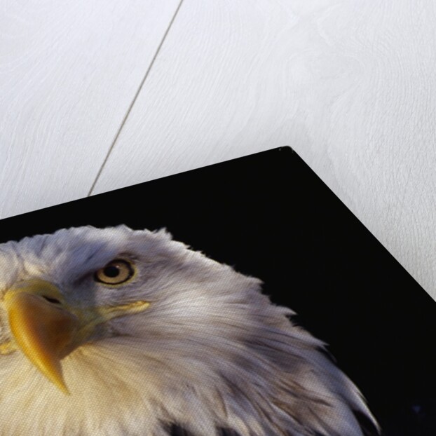 Head of Adult American Bald Eagle by Anonymous