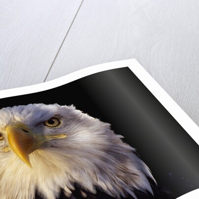 Head of Adult American Bald Eagle by Anonymous