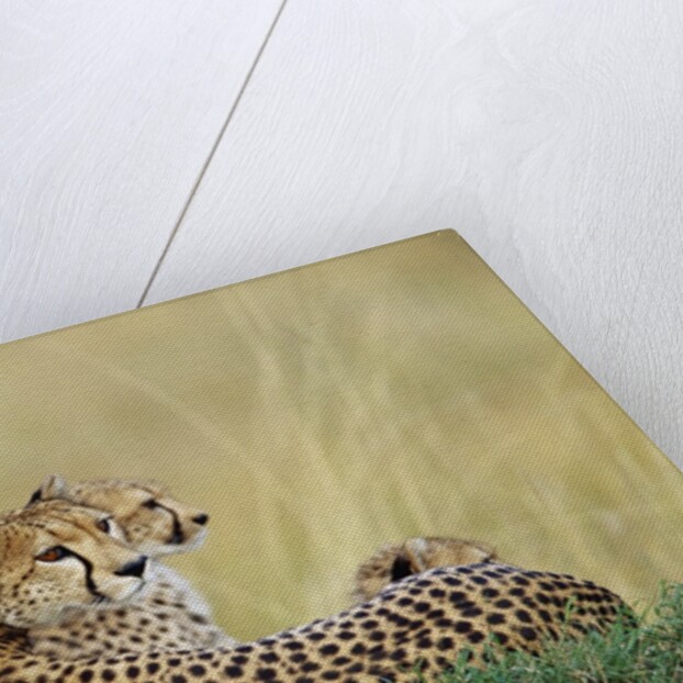Cheetahs in Kenya by Anonymous