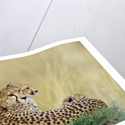 Cheetahs in Kenya by Anonymous