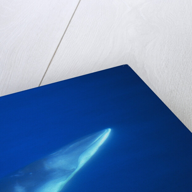 Antarctic Minke Whale by Anonymous