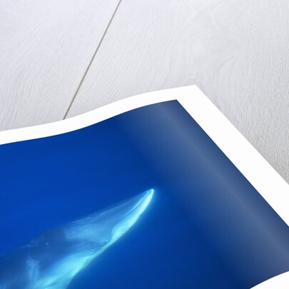 Antarctic Minke Whale by Anonymous