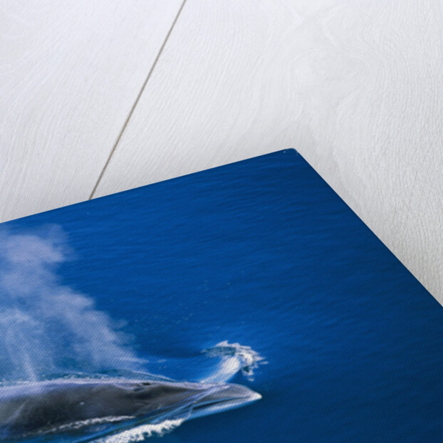 Antarctic Minke Whale Surfacing by Anonymous