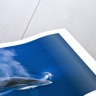 Antarctic Minke Whale Surfacing by Anonymous