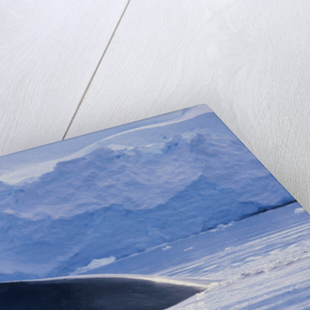 Humpback Whales in Fournier Bay in Antarctica by Anonymous