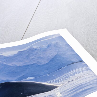 Humpback Whales in Fournier Bay in Antarctica by Anonymous