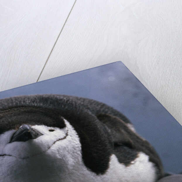 Chinstrap Penguin Resting on Deception Island in Antarctica by Anonymous