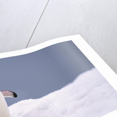Gentoo Penguin in Deep Snow in Antarctica by Anonymous